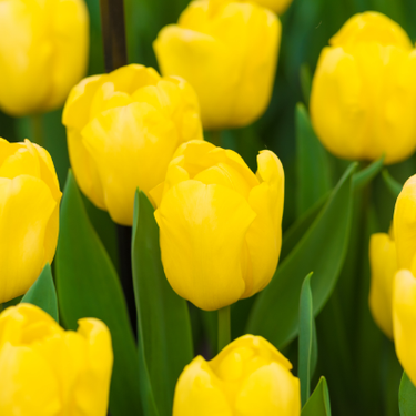 Darwin Hybrid 'Novi Sun' Tulip (Mid to Late)